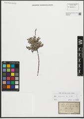 Foto von Salix repens L.